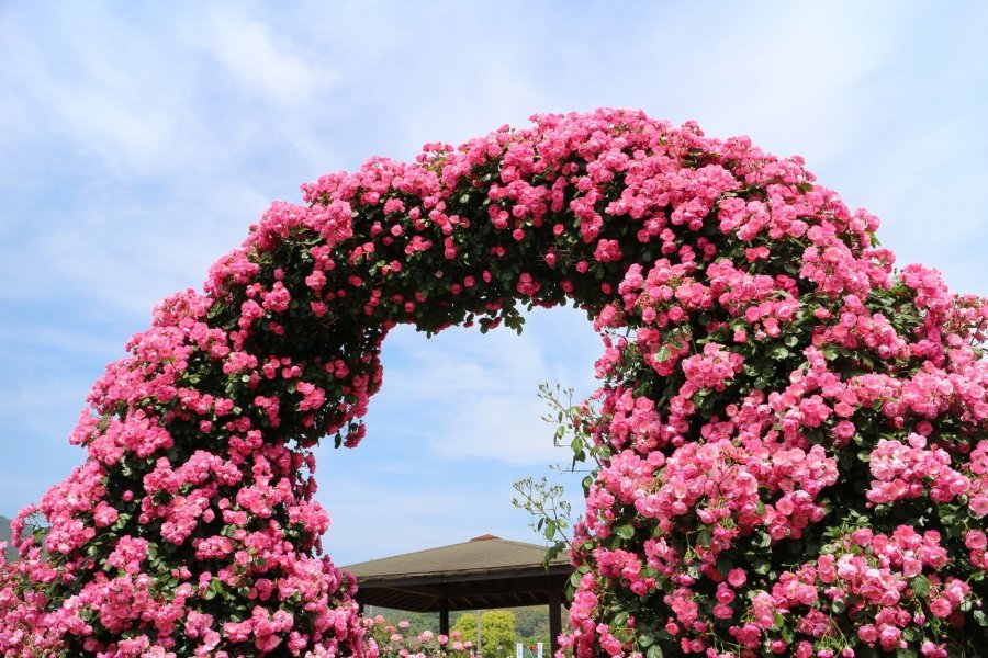 🌹 요시우미 장미 공원 (요시우미 바라 코엔) 이미지 2